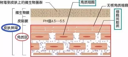 據說62%的人不知道，原來自己是敏感肌